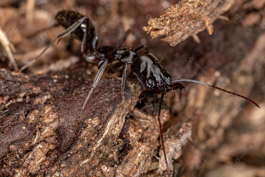 Formiga-de-armadilha adulta do gênero Odontomachus