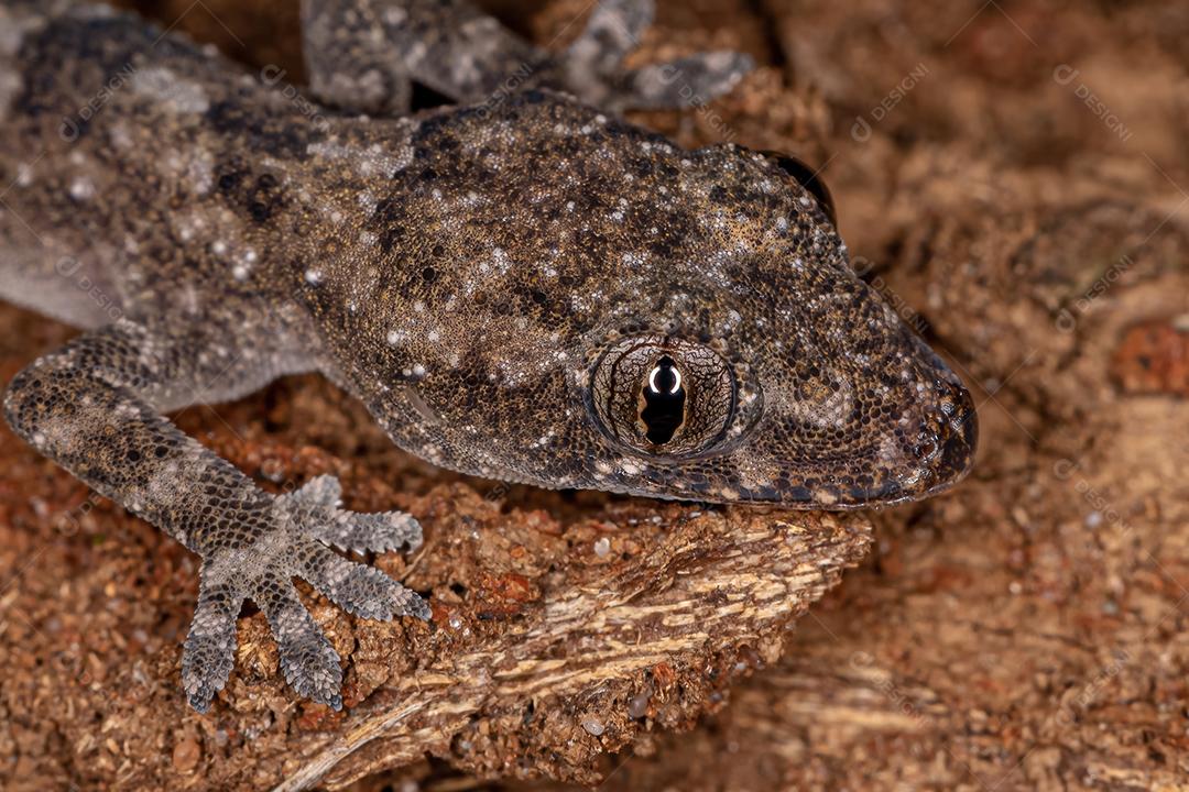 Tropical House Gecko da espécie Hemidactylus mabouia