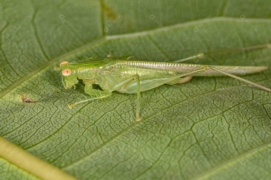 Katydid adulto quieto da subfamília Meconematinae