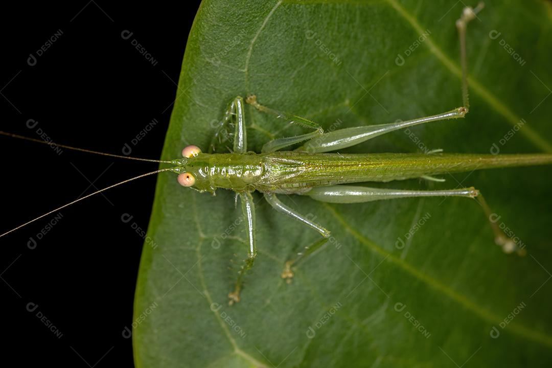 Katydid adulto quieto da subfamília Meconematinae