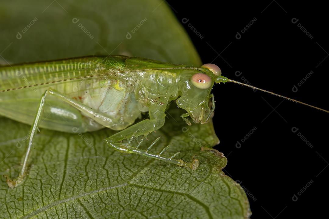 Katydid adulto quieto da subfamília Meconematinae