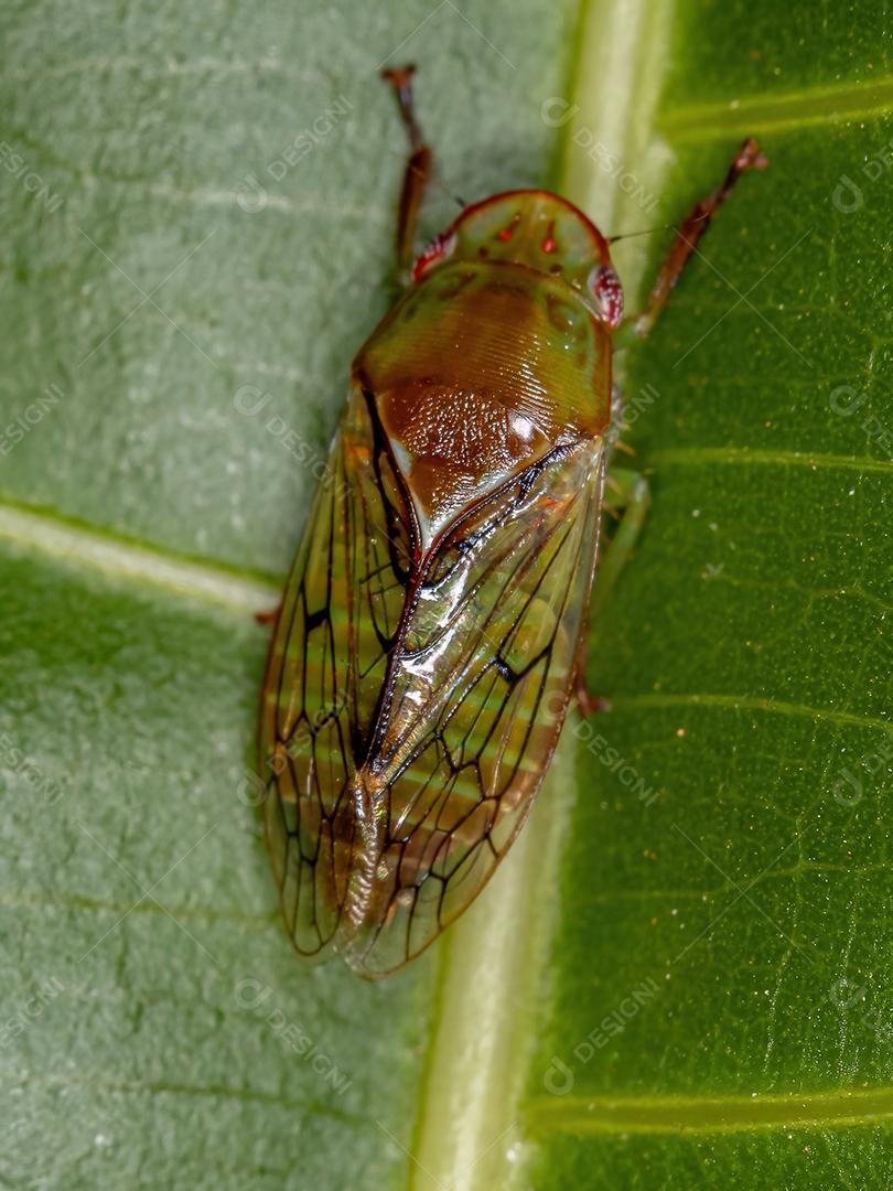 Cigarrinha Típica Adulto da Tribo Gyponini