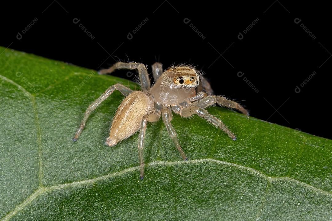 Pequena aranha saltadora do gênero Chira