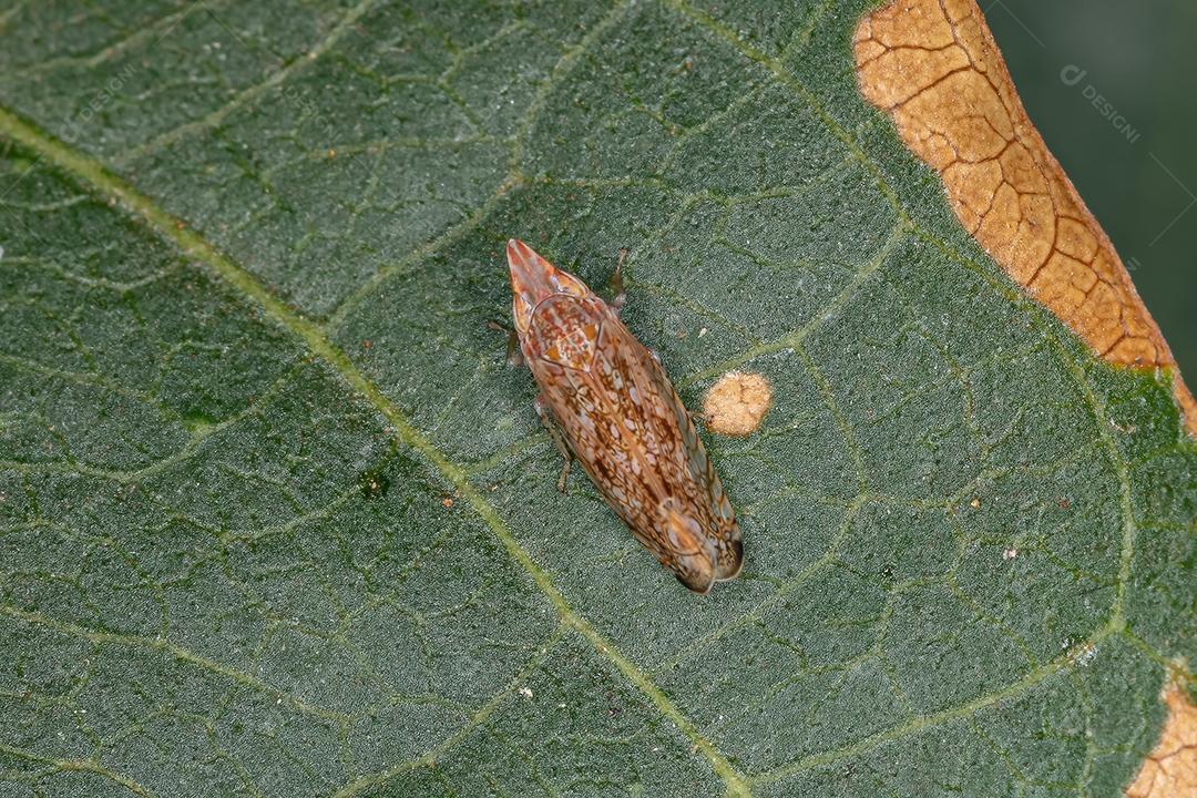 Pequena cigarrinha típica da tribo Scaphytopiini