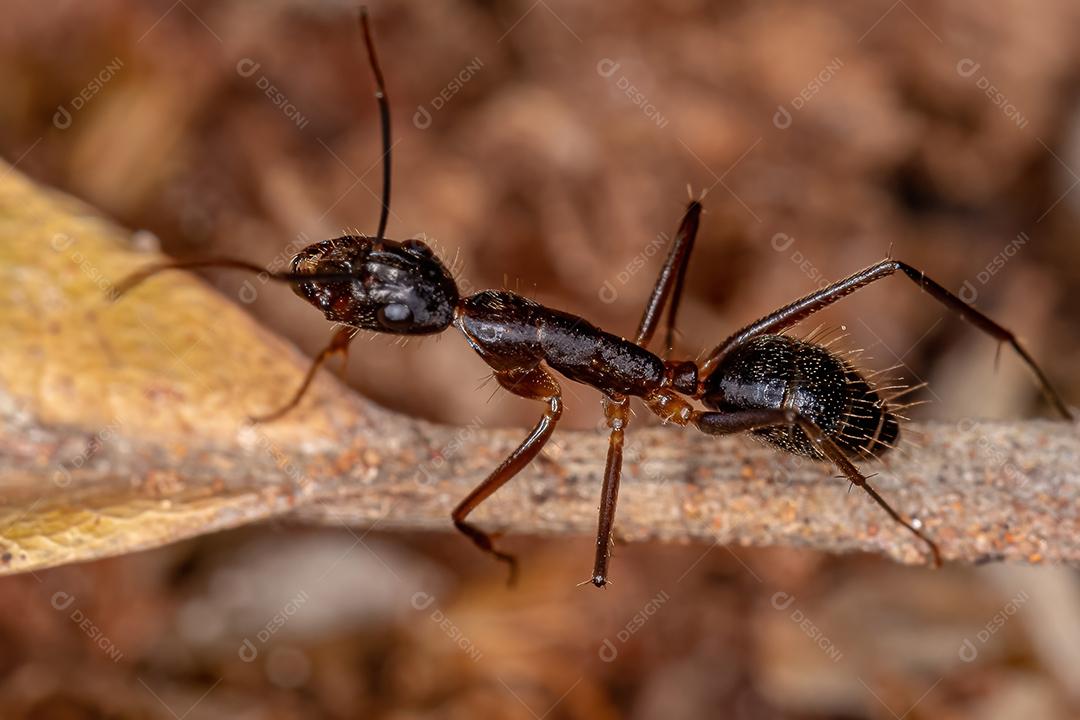 Formiga de carpinteiro fêmea adulta do gênero Camponotus
