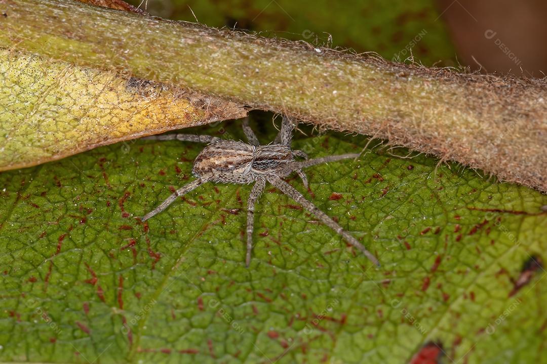 Aranha do Caranguejo Correndo da Família Philodromidae