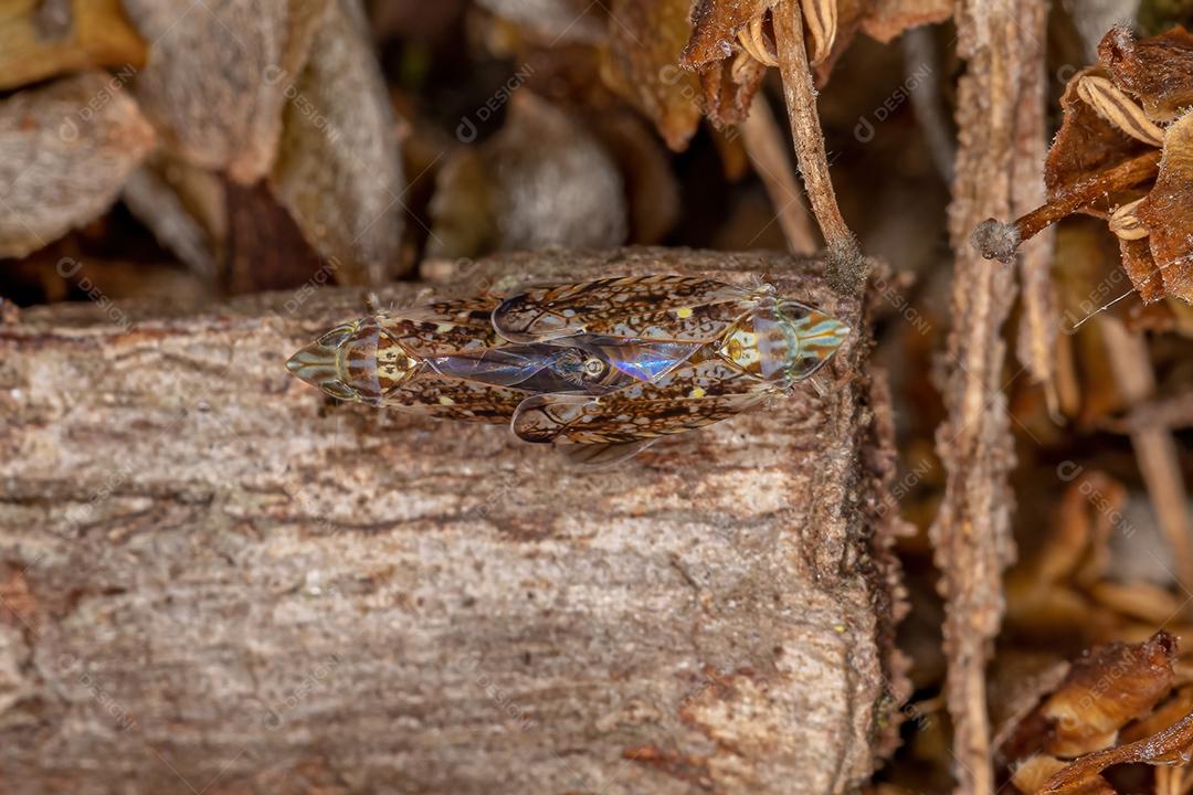 Pequena cigarrinha típica da tribo Scaphytopiini