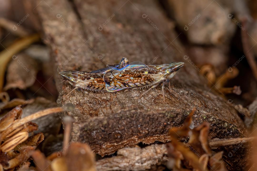 Pequena cigarrinha típica da tribo Scaphytopiini