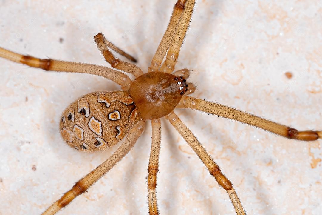 Viúva marrom fêmea da espécie Latrodectus geometricus