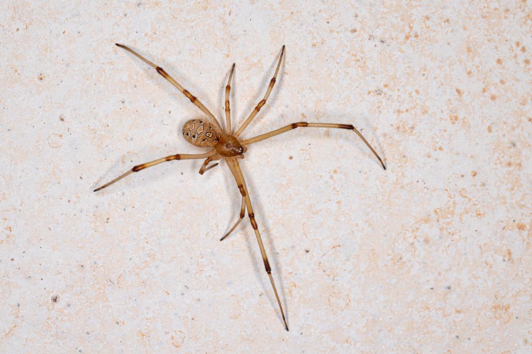 Viúva marrom fêmea da espécie Latrodectus geometricus
