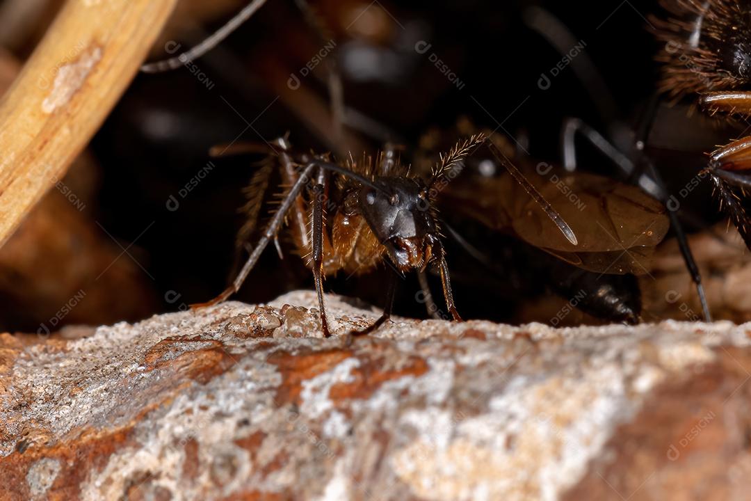 Formiga de carpinteiro fêmea adulta do gênero Camponotus
