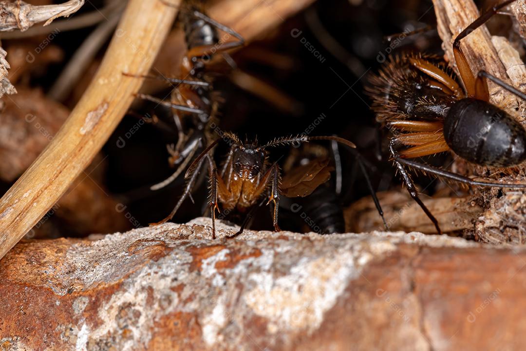 Formiga de carpinteiro fêmea adulta do gênero Camponotus