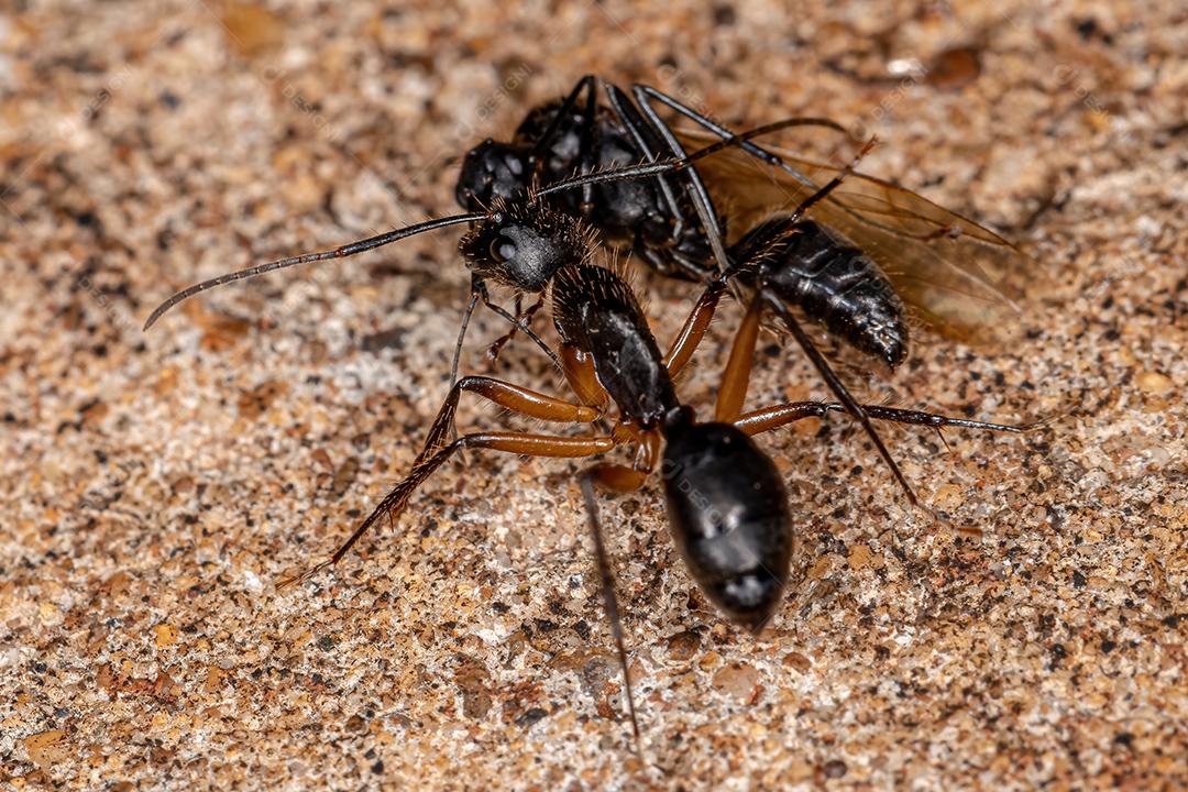 Formiga de carpinteiro fêmea adulta do gênero Camponotus