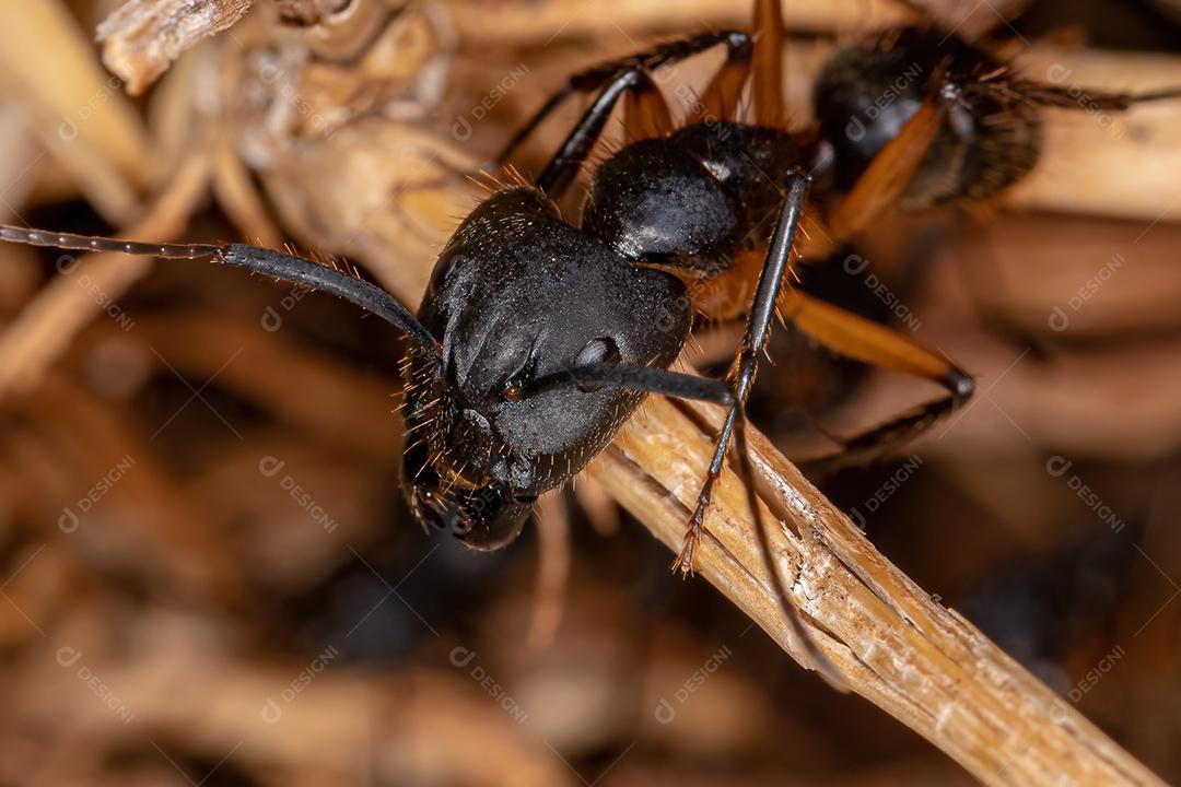 Formiga de carpinteiro fêmea adulta do gênero Camponotus