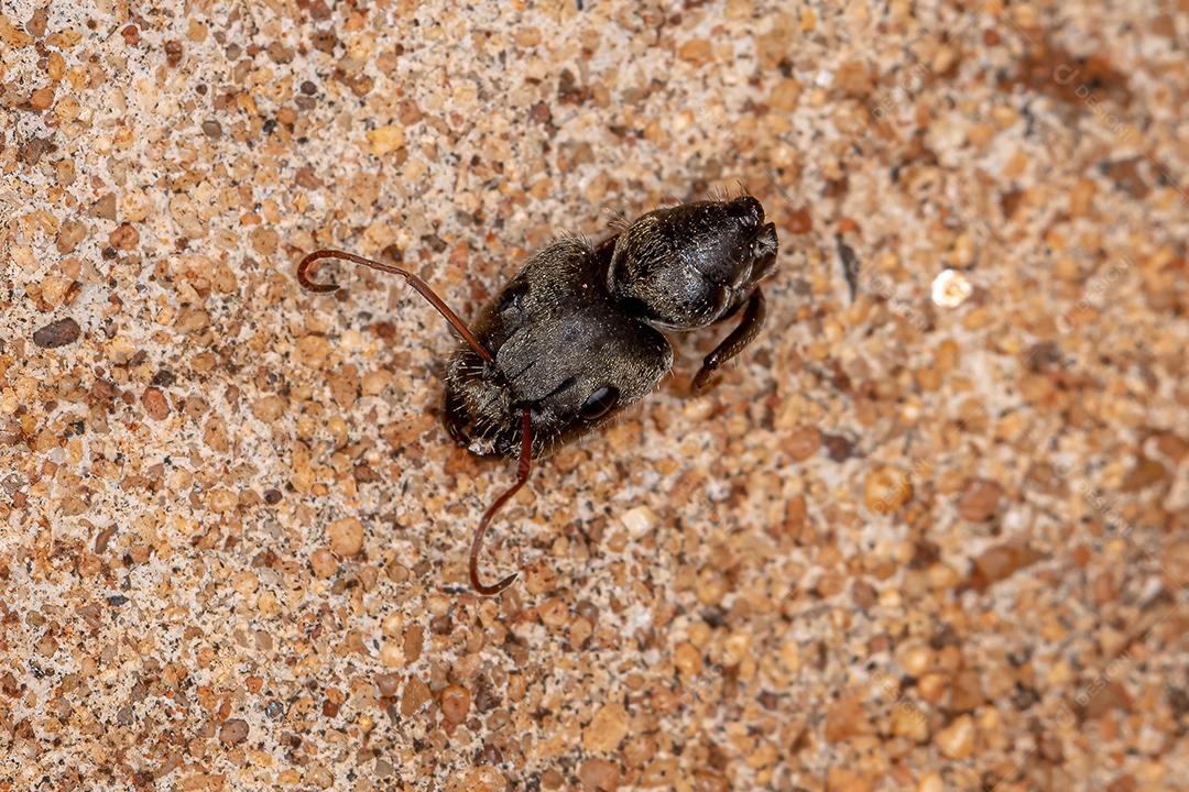 Formiga de carpinteiro fêmea adulta do gênero Camponotus decapitada