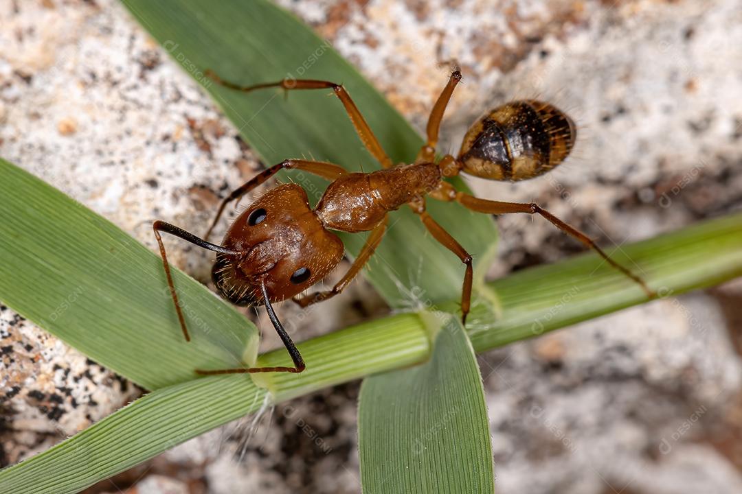 Adult female carpenter ant of the genus Camponotus decapitated