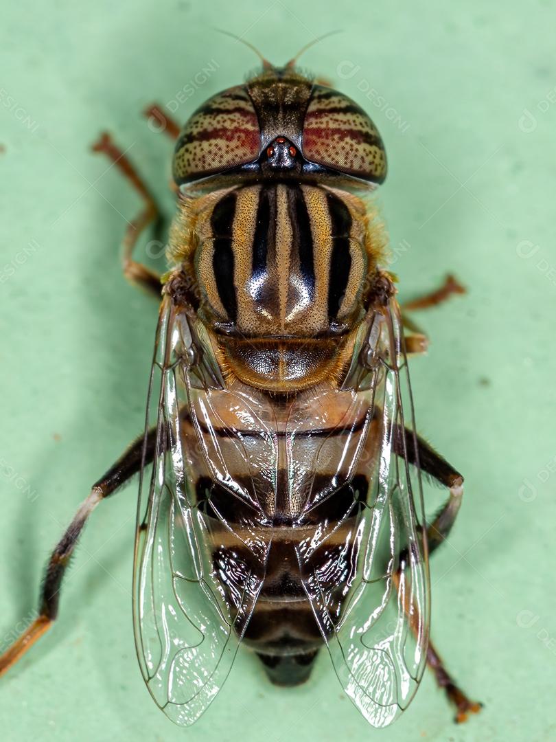 Mosca-de-lagoa adulta do gênero Eristalinus