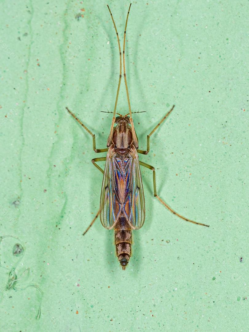 Midge não mordedor adulto da família Chironomidae