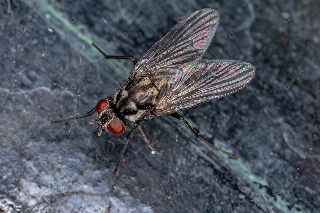 Mosca Muscoide Adulto da Superfamília Muscoidea