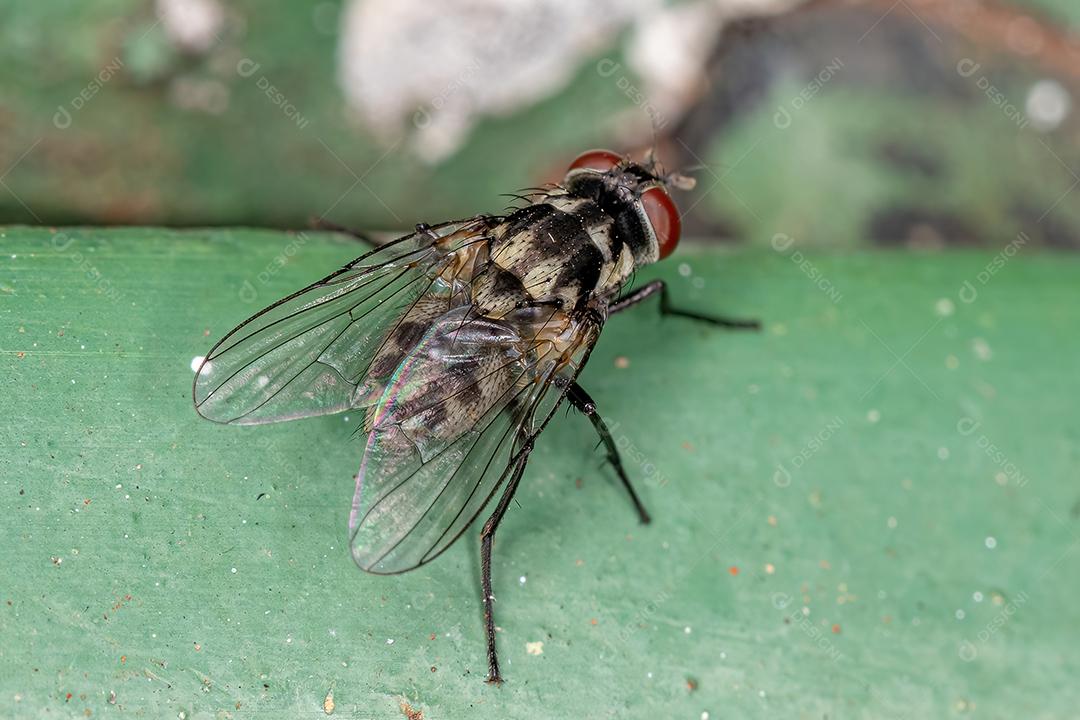 Mosca Muscoide Adulto da Superfamília Muscoidea