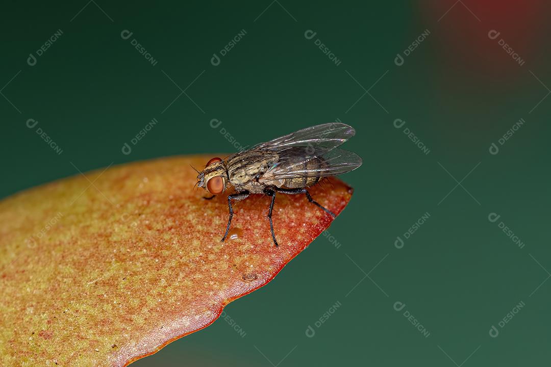 Mosca Caliptrada Adulta do Zoosubseção Calyptratae
