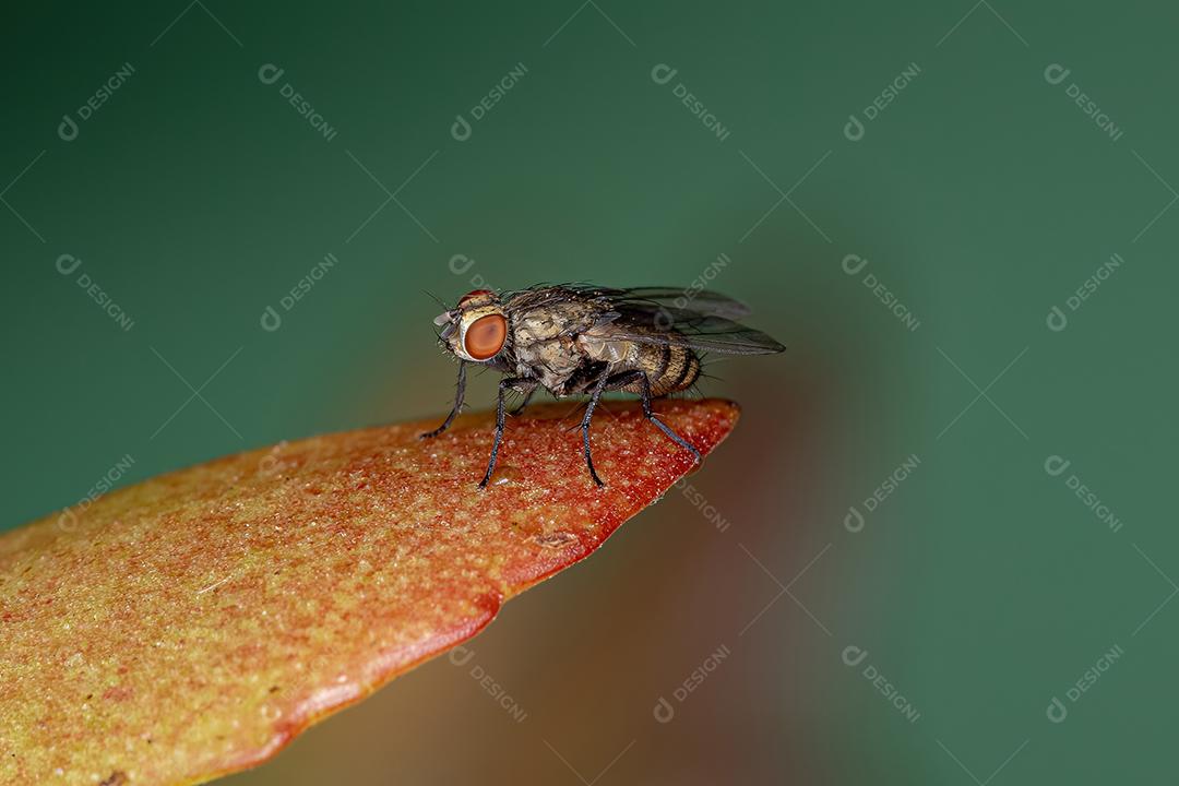 Mosca Caliptrada Adulta do Zoosubseção Calyptratae