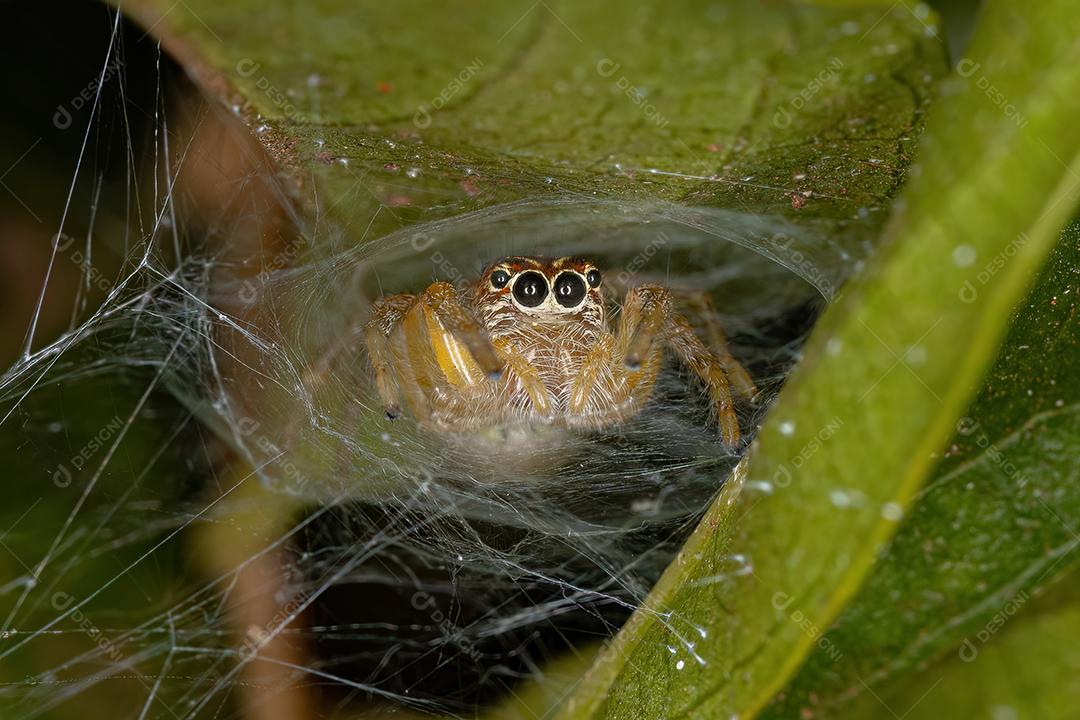 Pequena aranha saltadora do gênero Frigga