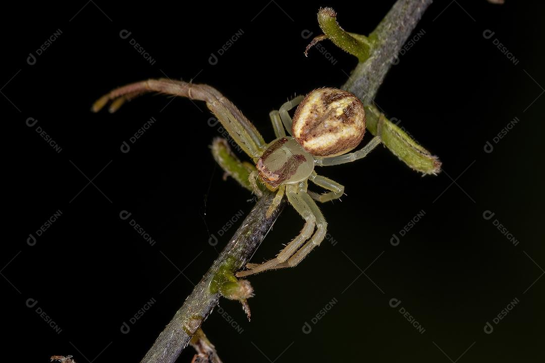 Aranha-caranguejo fêmea adulta da família Thomisidae