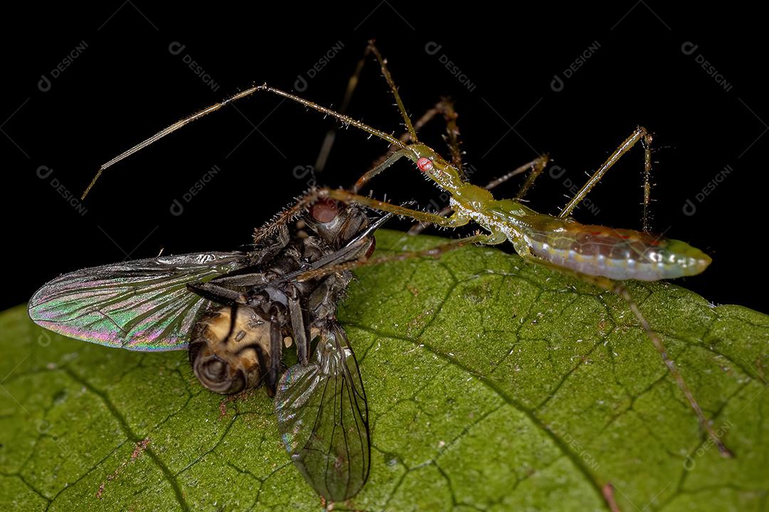 Assassin Bug Ninfa atacando uma mosca doméstica adulta