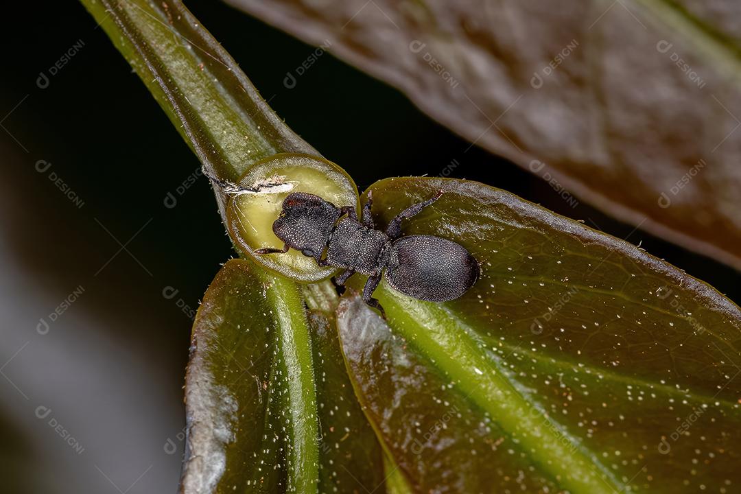 Formiga-tartaruga-preta adulta pequena do gênero Cephalotes comendo no nectário