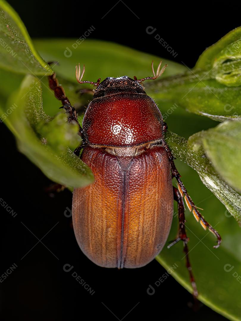 Besouro de junho adulto da subfamília Melolonthinae