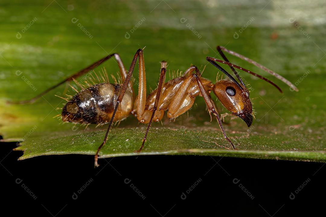 Formiga de carpinteiro fêmea adulta do gênero Camponotus