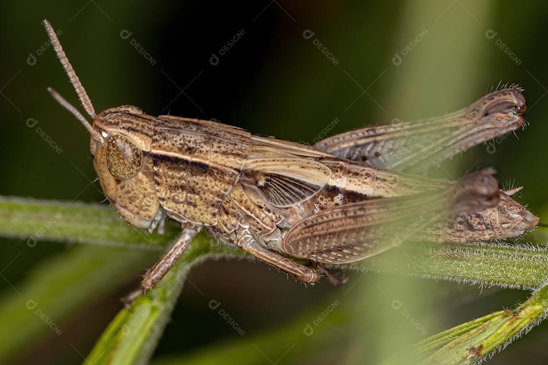 Gafanhoto de cara inclinada estridulante adulto do gênero Orphulella