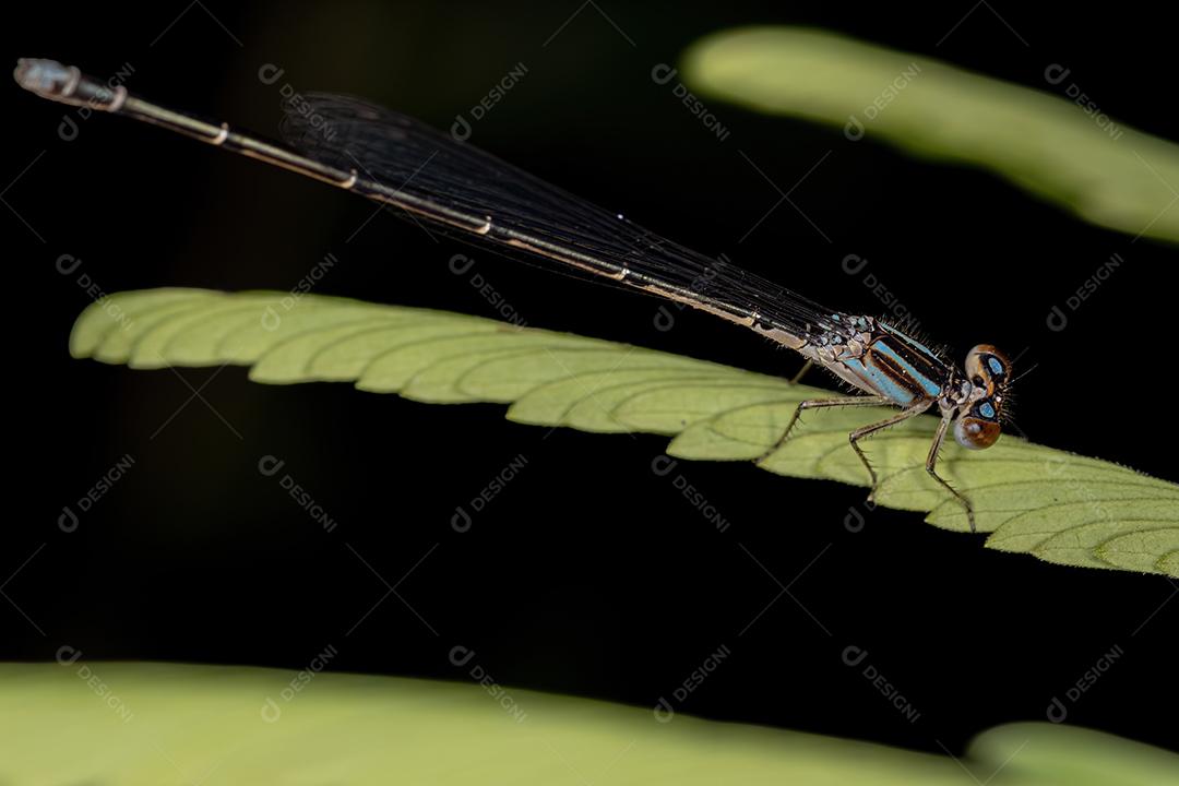 Donzela-de-asa-estreita adulta da família Coenagrionidae