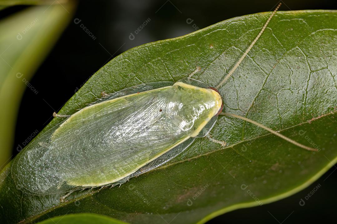 Barata gigante verde do gênero Panchlora