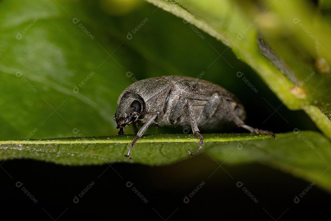 Besouro Darkling adulto da família Tenebrionidae