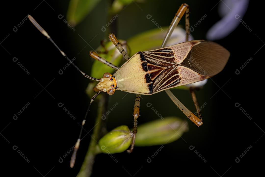 Inseto-pé-de-folha adulto do gênero Hypselonotus
