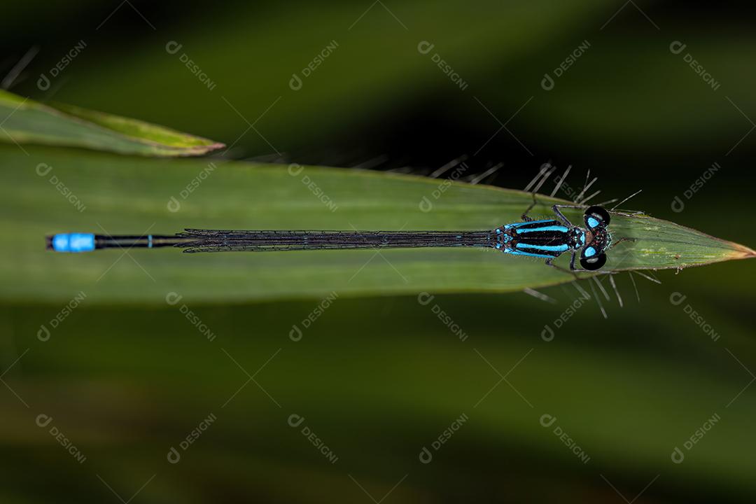 Donzela-de-asa-estreita adulta da família Coenagrionidae