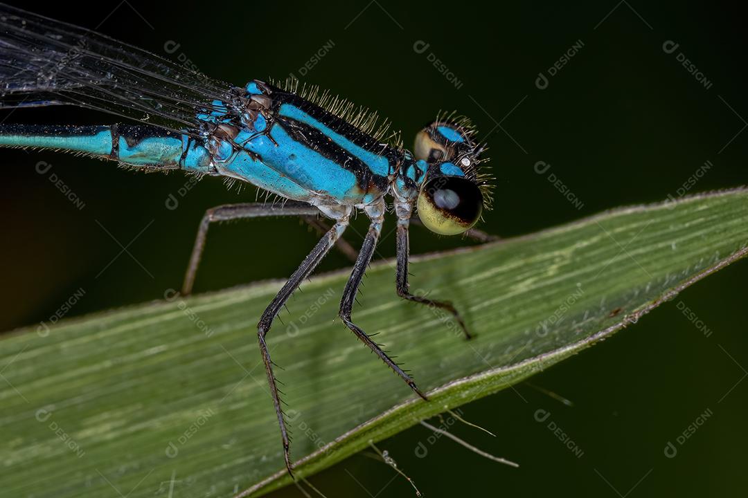Donzela-de-asa-estreita adulta da família Coenagrionidae