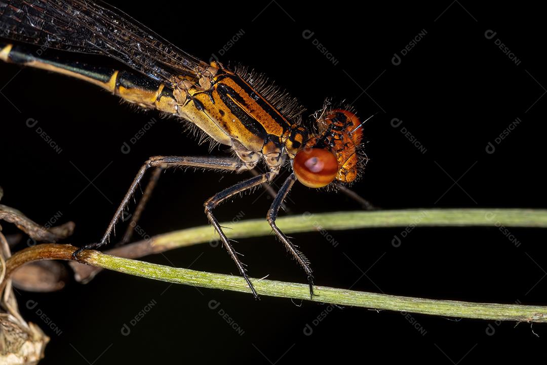 Donzela-de-asa-estreita adulta da família Coenagrionidae