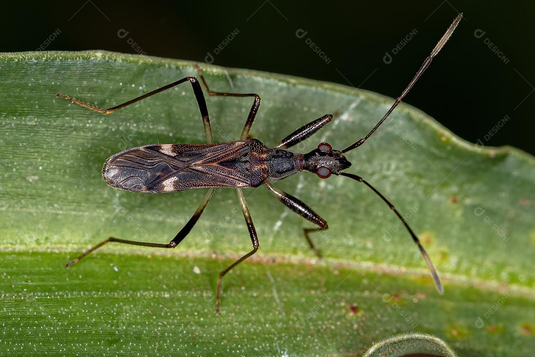 Inseto cor de sujeira da subfamília Rhyparochrominae