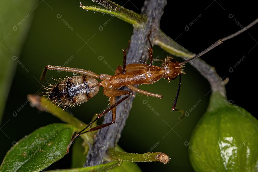Adult female carpenter ant of the genus Camponotus