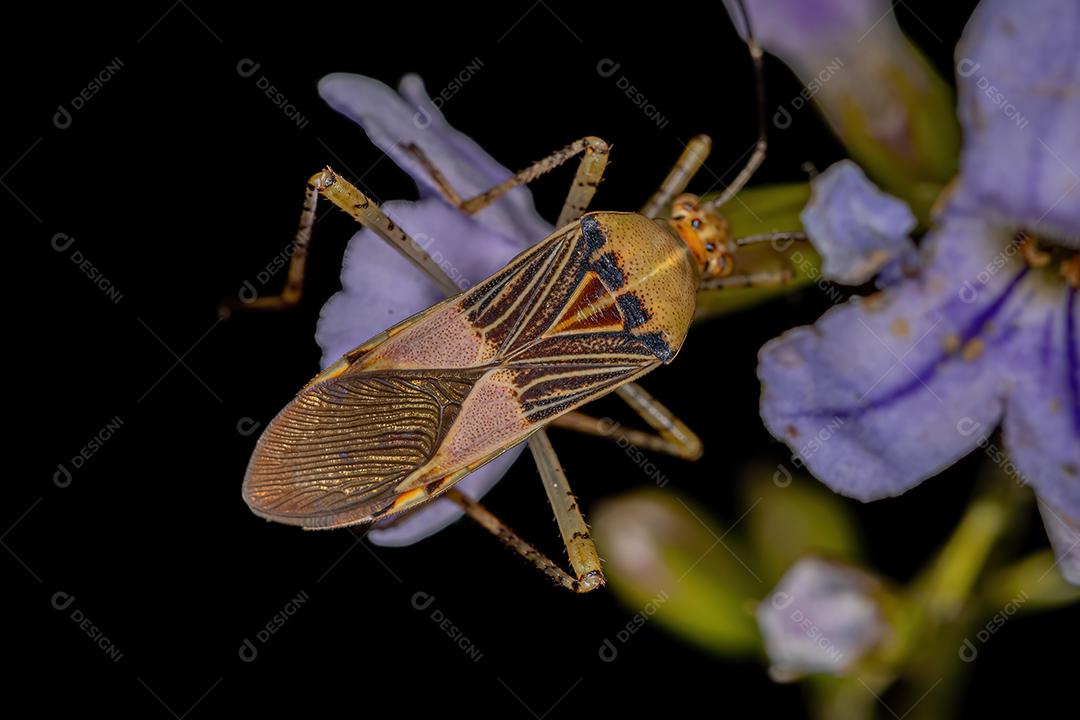 Inseto-pé-de-folha adulto do gênero Hypselonotus