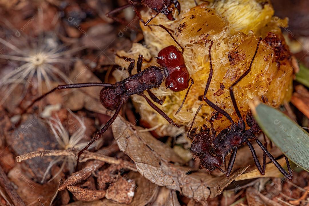 Atta Formiga cortadeira espécie Atta laevigata comendo um fruto de palmeira que caiu chão