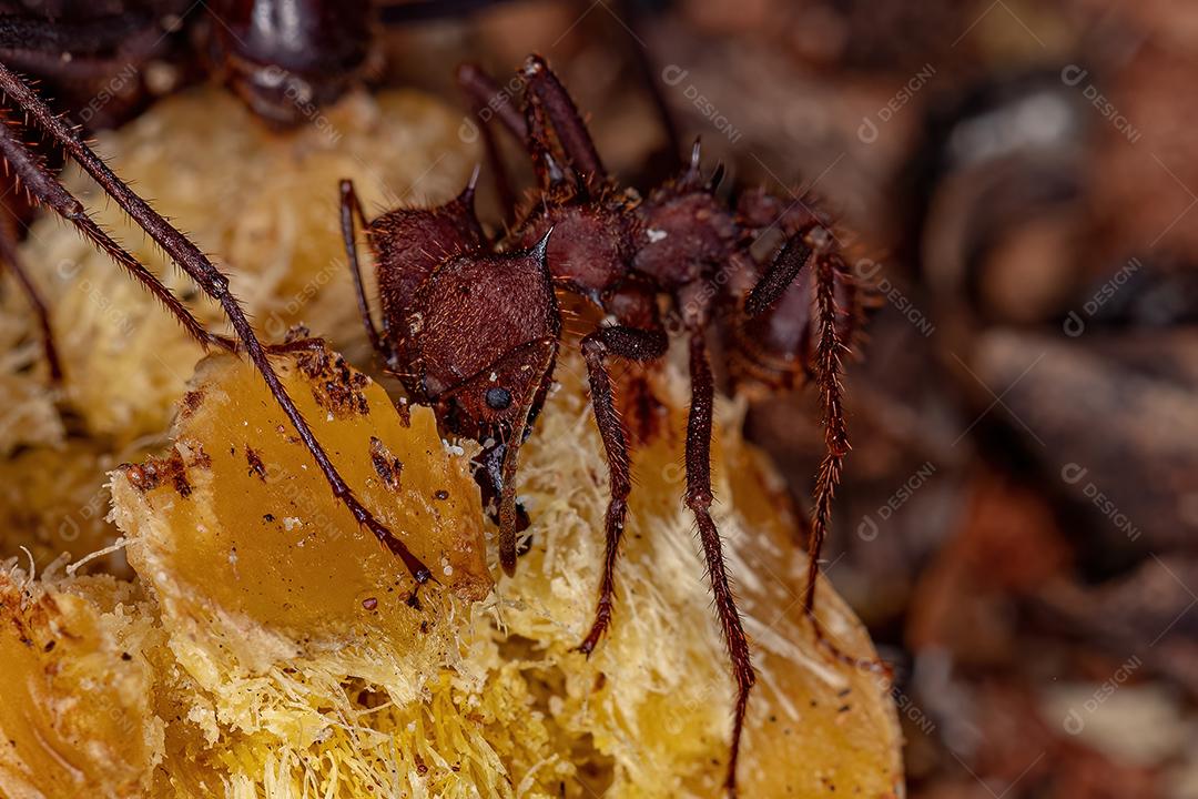 Atta leaf-cutting ant species Atta laevigata eating a palm fruit that has fallen to the ground