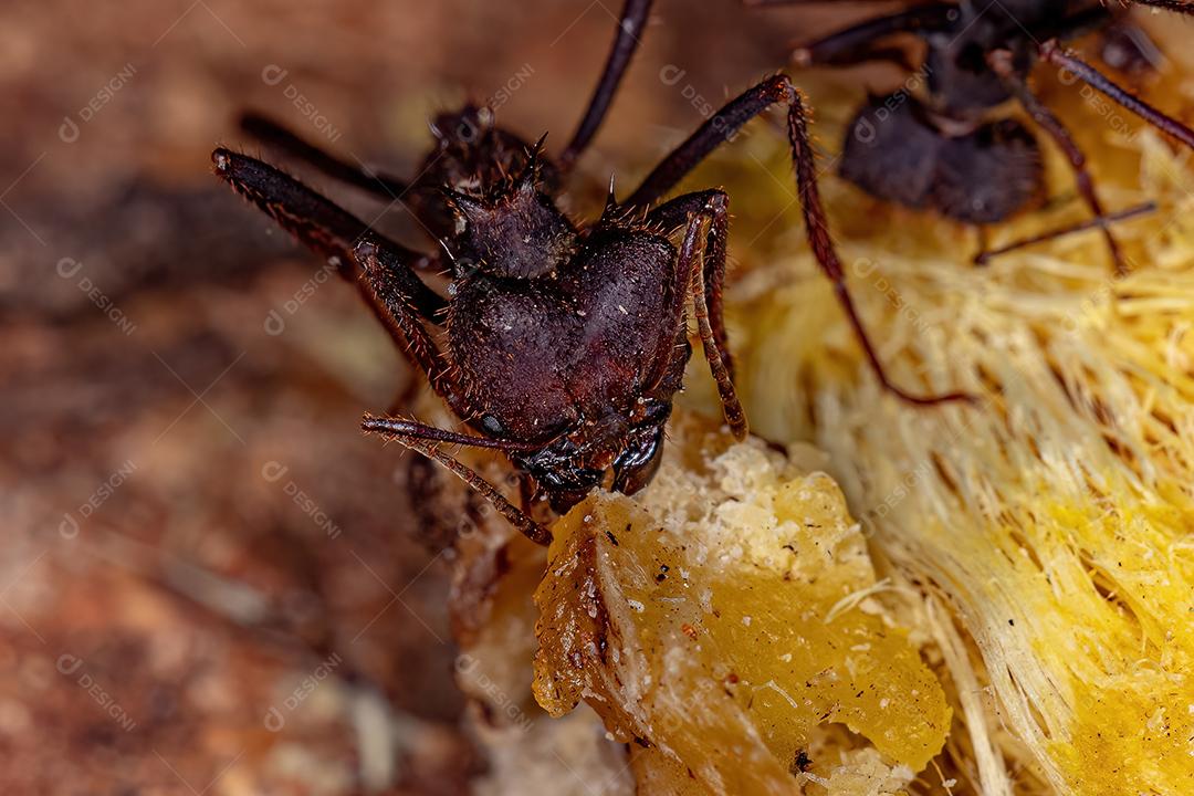 Atta Formiga cortadeira espécie Atta laevigata comendo um fruto de palmeira que caiu chão