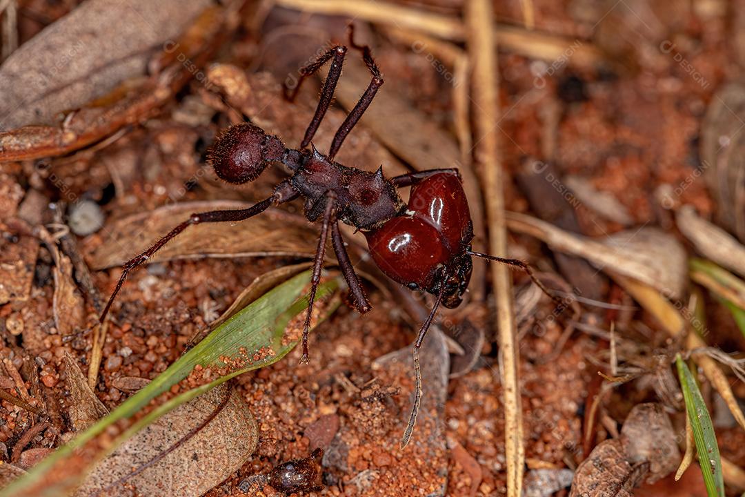 Atta Leaf-cutter Ant Soldier da espécie Atta laevigata no chão