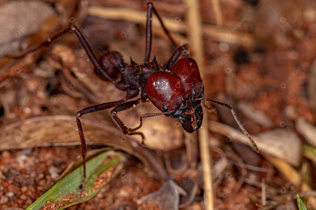 Atta Leaf-cutter Ant Soldier da espécie Atta laevigata no chão