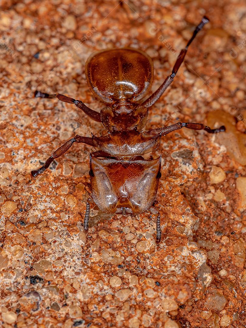 Tartaruga-amarela adulta do gênero Cephalotes