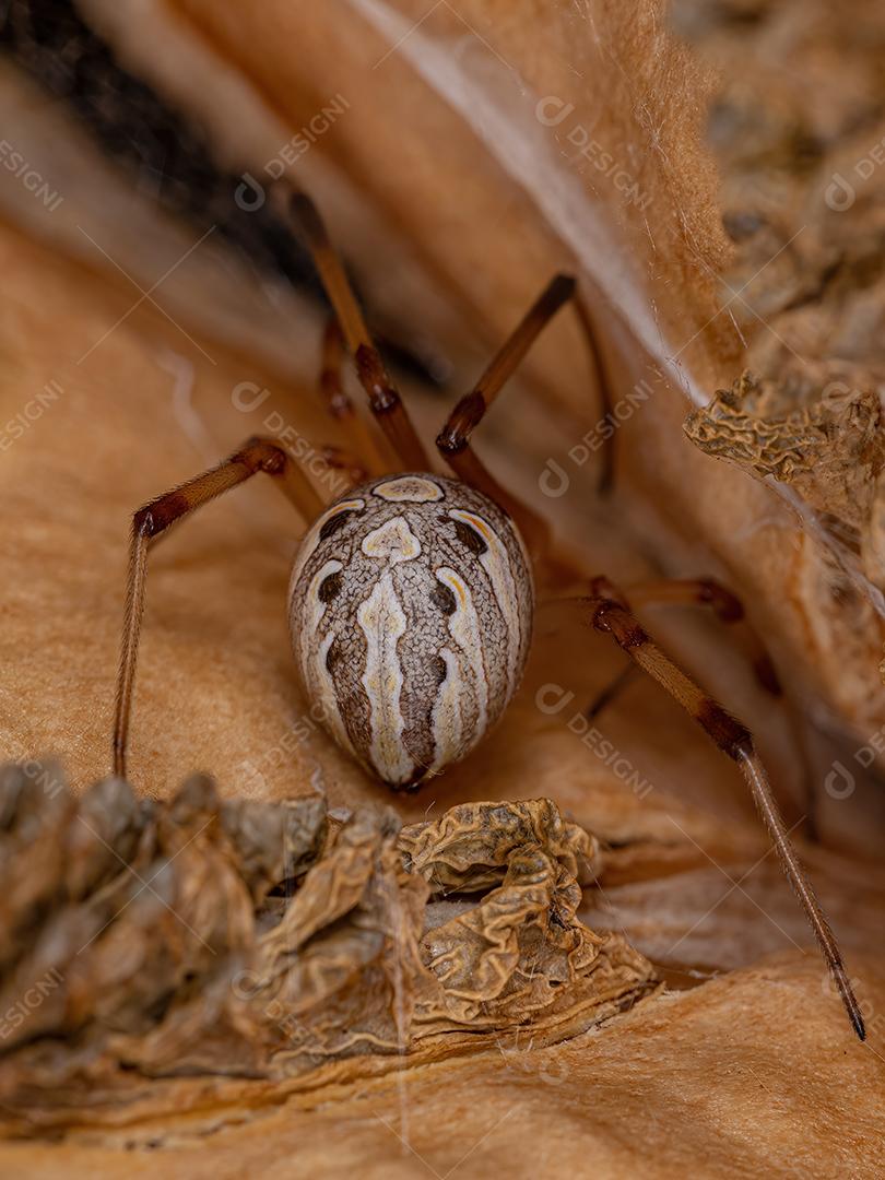 Aranha-viúva-marrom fêmea adulta espécie Latrodectus geometricus dentro de  fruto de jacarandá
